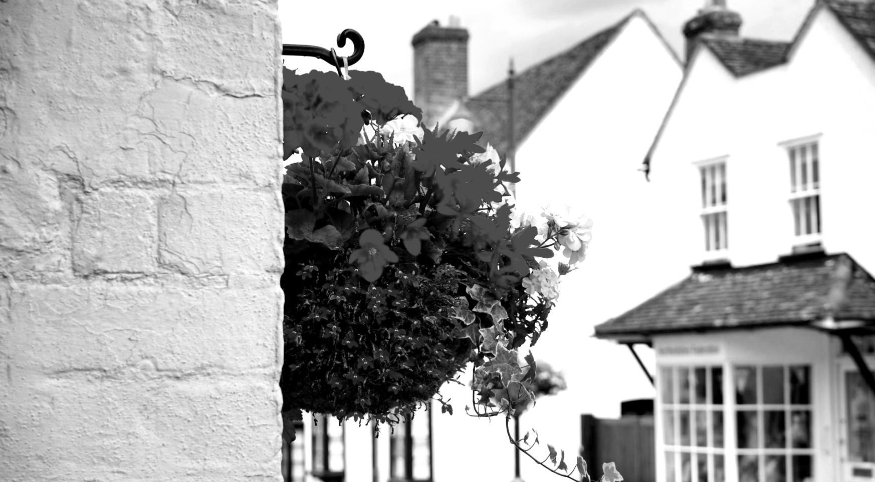 Variety of indoor plants arranged in professional design setting