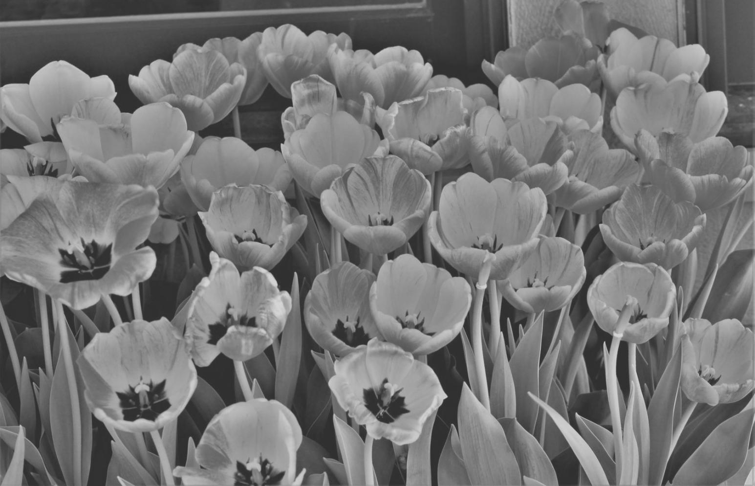 Participant accessing webinar on multiple devices showing platform flexibility